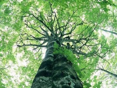 国际森林日，金佛山景区将向游客免费开放3天